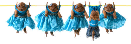 dogs on a clothesline - dogue de bordeaux puppies hanging on wash line