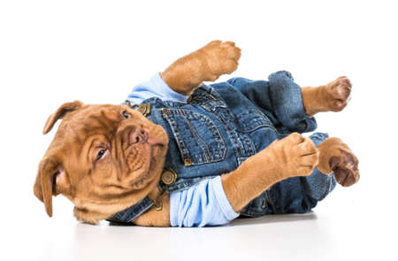 male puppy - dogue de bordeaux wearing cute overalls isolated on white の写真素材