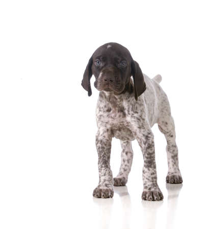 german shorthaired pointer puppy standing isolated on white backgroundの写真素材