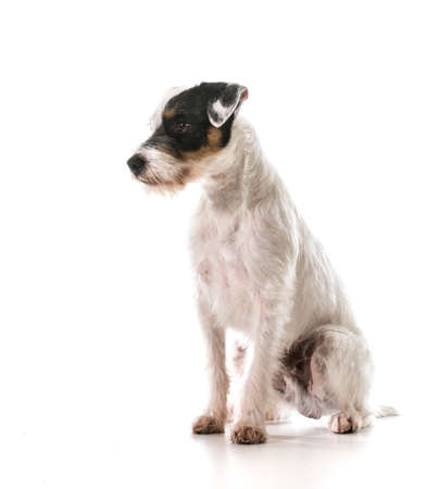 jack russel terrier sittingの写真素材