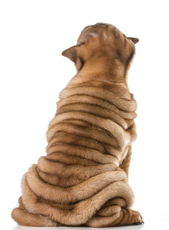 chinese shar pei puppy from the backside with lots of wrinkles isolated on white background - 4 months oldの写真素材