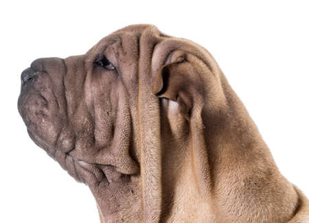 chinese shar pei head portrait isolated on white backgroundの写真素材