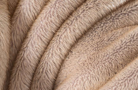 coat texture of chinese shar pei dog