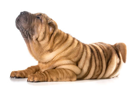 chinese shar pei puppy laying down looking up isolated on white backgroundの写真素材