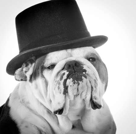 english bulldog wearing top hatの写真素材