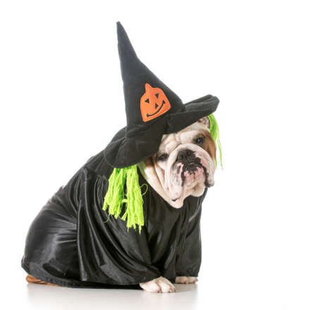 english bulldog wearing witch costumeの写真素材