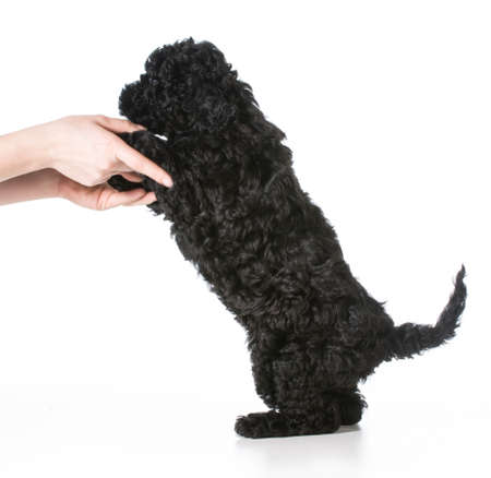 hands holding barbet puppy - 7 weeks oldの写真素材