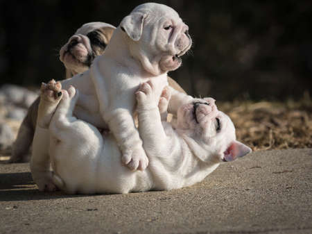 two english bulldog puppies play fighting - 6 weeks oldの写真素材