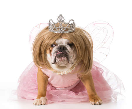english bulldog wearing blond wig and princess costumeの写真素材