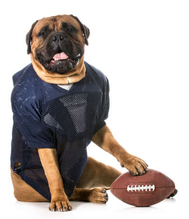 sports hound - bull mastiff dressed up in football uniformの写真素材