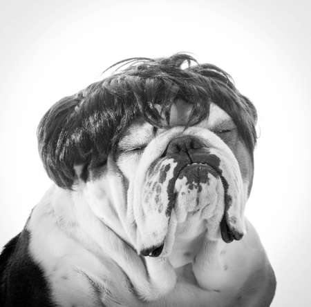 portrait of english bulldog wearing wigの写真素材