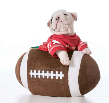 sports hound - bulldog puppy inside a footballの写真素材