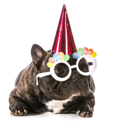 french bulldog wearing birthday hat and glasses on white backgroundの写真素材