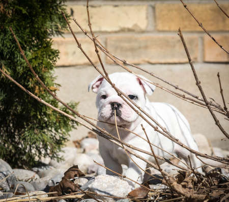 english bulldog puppy playing in the gardenの写真素材