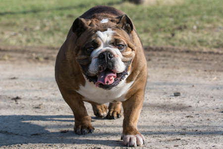 english bulldog moving - six year old femaleの写真素材