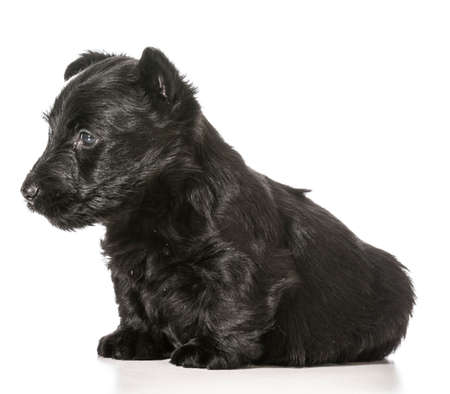 scottish terrier puppy sitting isolated on white backgroundの写真素材