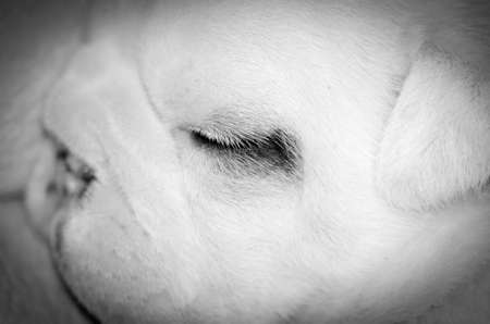 newborn puppy - three week old english bulldogの写真素材