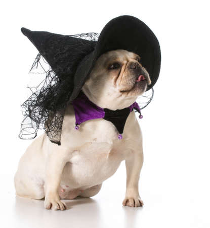 french bulldog wearing witch costumeの写真素材
