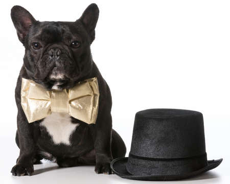 french bulldog dressed up in bowtie sitting beside top hatの写真素材