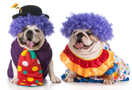 two english bulldog wearing clown costumesの写真素材