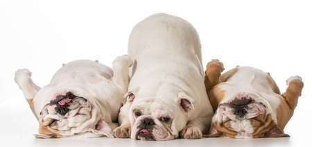 three english bulldogs isolated on white backgroundの写真素材