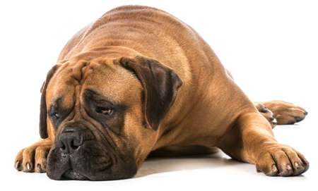 bullmastiff with head down resting on white backgroundの写真素材