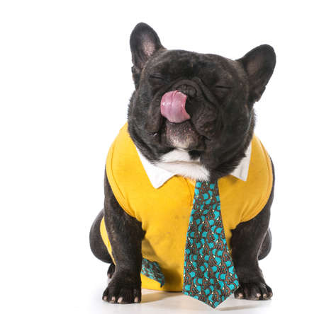 french bulldog wearing shirt and tie with silly expressionの写真素材