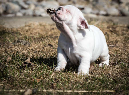 english bulldog puppy playing outside in the leavesの写真素材
