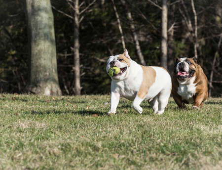 two english bulldogs playing catch with a tennis ballの写真素材