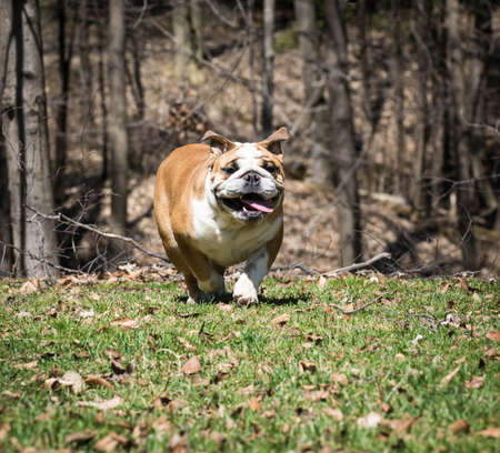 english bulldog running in the grassの写真素材