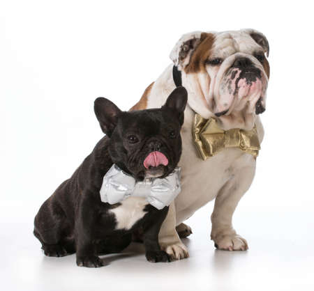 english and french bulldogs wearing bowtiesの写真素材