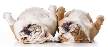 mother and daughter english bulldog laying on back sleepingの写真素材