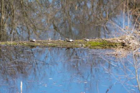 three turtles sunbathing on a log in a marshの写真素材