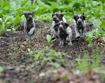 german shorthaired pointer litter running in the forest - 8 weeks oldの写真素材