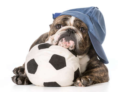 sports hound - english bulldog laying down with head resting on soccer ballの写真素材