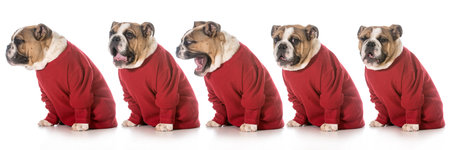 english bulldog wearing red sweater yawning in sequence on white backgroundの写真素材