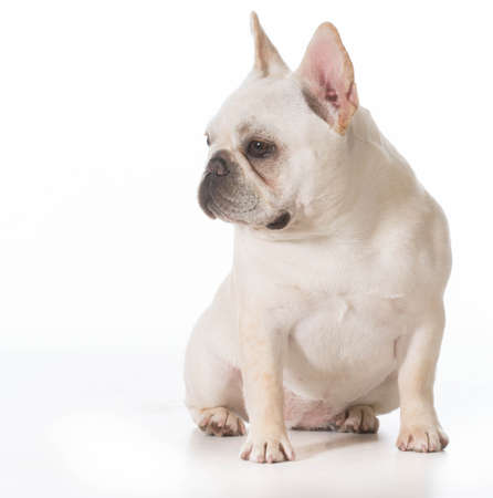 french bulldog puppy sitting on white backgroundの写真素材