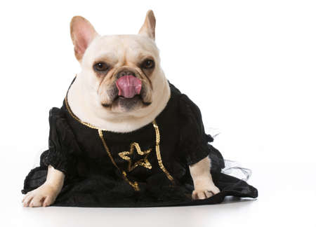 female french bulldog wearing clothingの写真素材