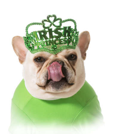 St Patricks Day dog - french bulldogの写真素材
