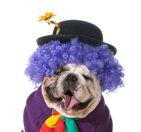 silly dog wearing clown costume on white background - english bulldogの写真素材