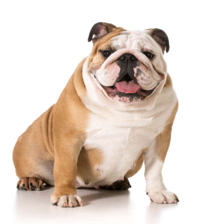 english bulldog portrait on white backgroundの写真素材