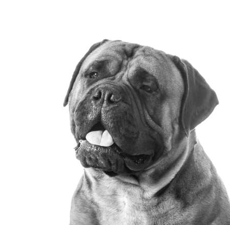 bullmastiff male portrait on white backgroundの写真素材