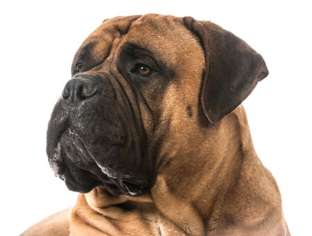 bullmastiff drooling on white backgroundの写真素材