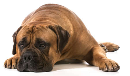 bullmastiff male laying down on white backgroundの写真素材