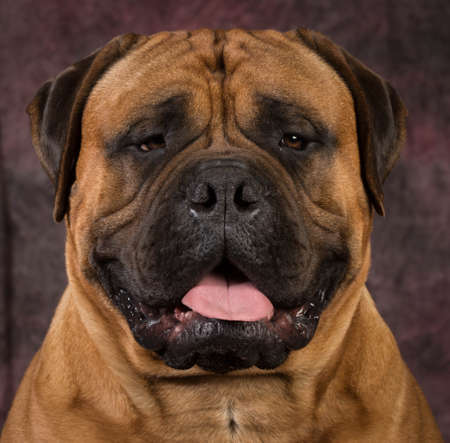bullmastiff male portrait on purple backgroundの写真素材