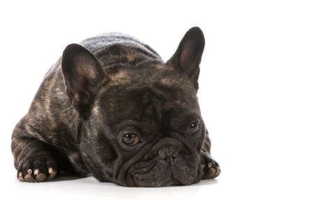 french bulldog laying down looking at viewerの写真素材