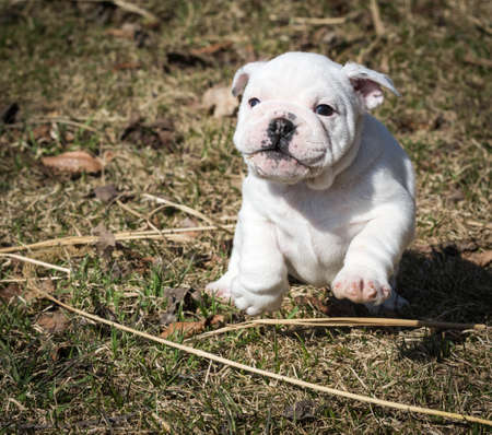 english bulldog pupy running outside in the grassの写真素材