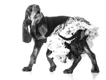 female puppy - black and tan coonhound wearing a leopard print tutuの写真素材
