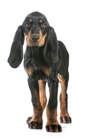 cute puppy - black and tan coonhound standing looking at viewer on white backgroundの写真素材