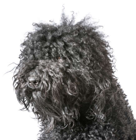 portrait of a barbet dog on white backgroundの写真素材